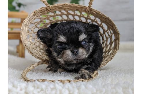 成約済の静岡県のチワワ(ロングコート)-93448の3枚目