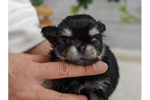 成約済の静岡県のチワワ(ロングコート)-93448の2枚目