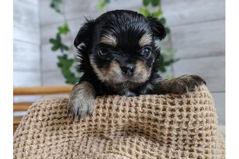 成約済の静岡県のチワワ(ロングコート)-93449の1枚目