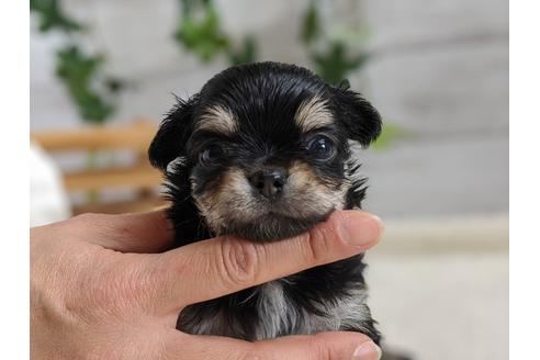 成約済の静岡県のチワワ(ロングコート)-93449の3枚目