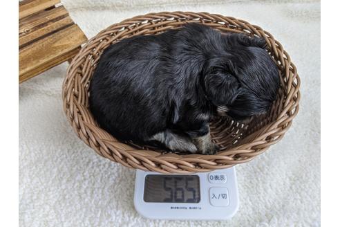 成約済の静岡県のチワワ(ロングコート)-93449の2枚目