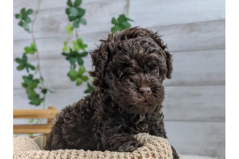 成約済の静岡県のトイプードル-93437の1枚目