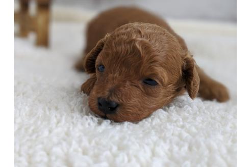 成約済の静岡県のトイプードル-94246の7枚目