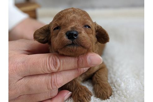 成約済の静岡県のトイプードル-94246の8枚目