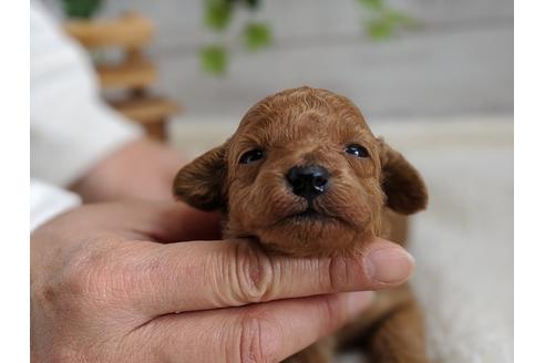 成約済の静岡県のトイプードル-94246の5枚目