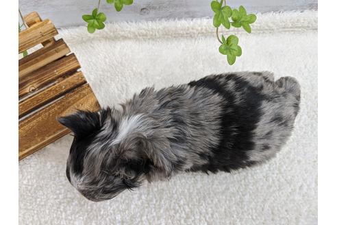 成約済の静岡県のチワワ(ロングコート)-93438の6枚目