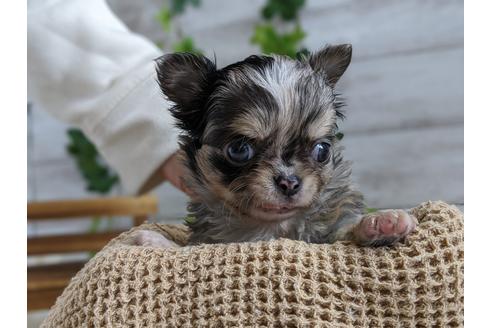 成約済の静岡県のチワワ(ロングコート)-93438の5枚目
