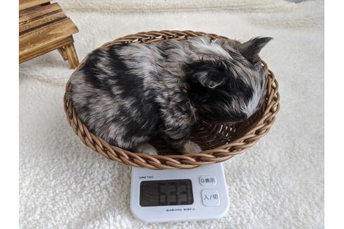 成約済の静岡県のチワワ(ロングコート)-93438の4枚目