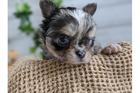 成約済の静岡県のチワワ(ロングコート)-93438の3枚目