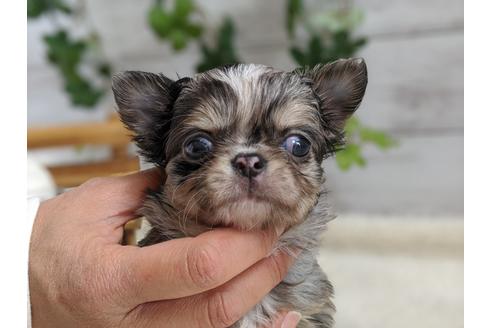 成約済の静岡県のチワワ(ロングコート)-93438の2枚目