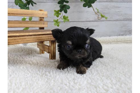 成約済の静岡県のチワワ(ロングコート)-91779の1枚目