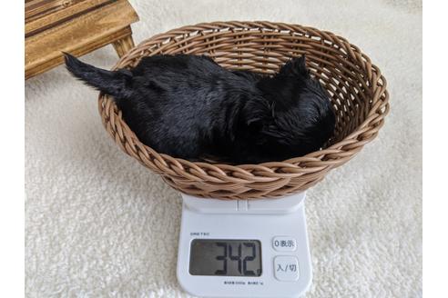 成約済の静岡県のチワワ(ロングコート)-91779の3枚目