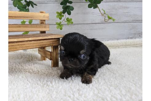 成約済の静岡県のチワワ(ロングコート)-91779の2枚目