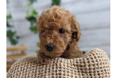 成約済の静岡県のトイプードル-91763の1枚目