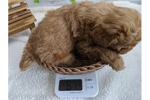 成約済の静岡県のトイプードル-91763の5枚目