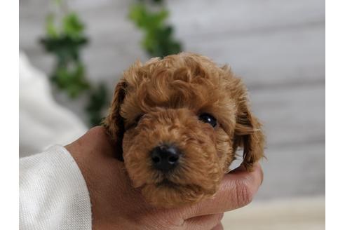 成約済の静岡県のトイプードル-91763の4枚目