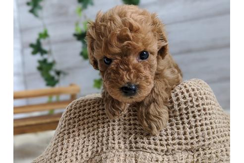 成約済の静岡県のトイプードル-91763の3枚目