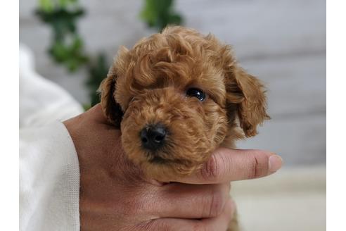 成約済の静岡県のトイプードル-91763の2枚目