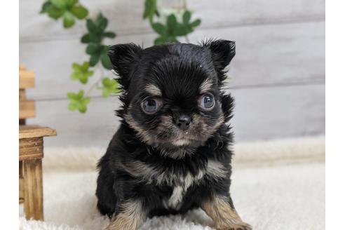 成約済の静岡県のチワワ(ロングコート)-94249