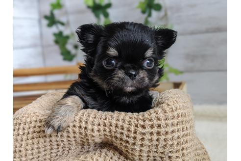 成約済の静岡県のチワワ(ロングコート)-94249の4枚目