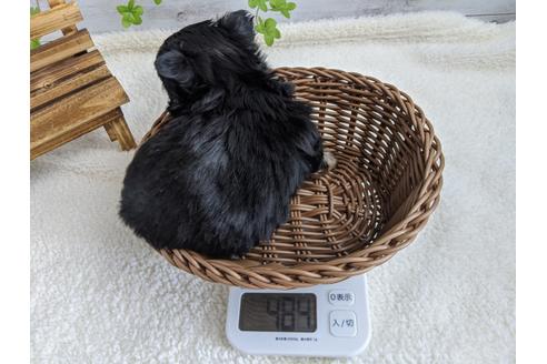 成約済の静岡県のチワワ(ロングコート)-94249の3枚目