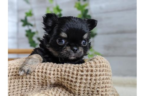 成約済の静岡県のチワワ(ロングコート)-94249の2枚目