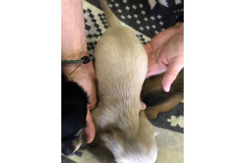 成約済の愛知県のカニンヘンダックスフンド(ロングヘアード)-93315の2枚目