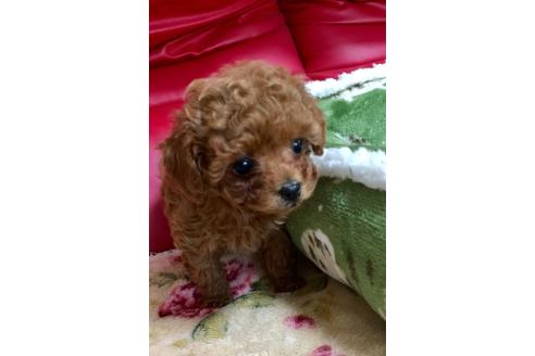 成約済の岡山県のティーカッププードル-94274の4枚目