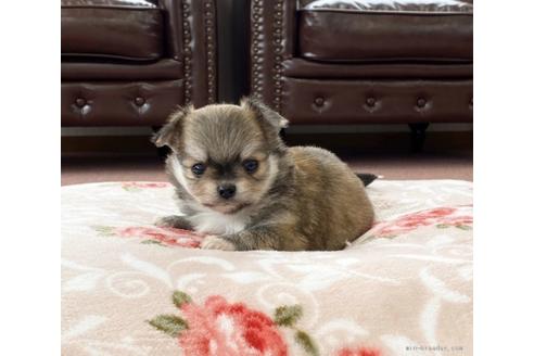 成約済の香川県のチワワ(ロングコート)-94149の1枚目