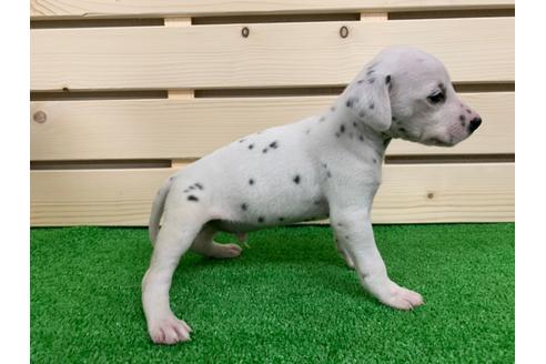 成約済の愛知県のダルメシアン-94294の3枚目