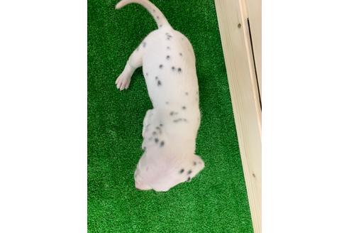 成約済の愛知県のダルメシアン-94294の2枚目