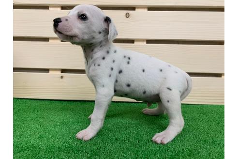 成約済の愛知県のダルメシアン-94294