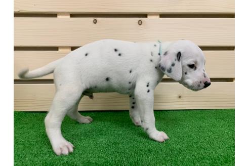 成約済の愛知県のダルメシアン-94297の4枚目