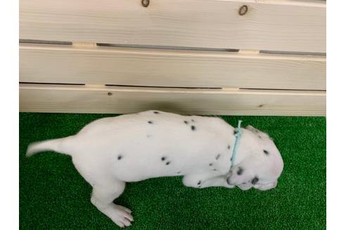 成約済の愛知県のダルメシアン-94297の3枚目