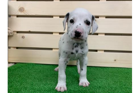 成約済の愛知県のダルメシアン-94297の2枚目