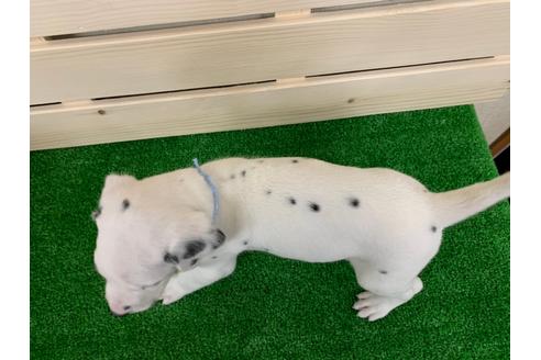 成約済の愛知県のダルメシアン-94298の3枚目