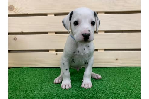 成約済の愛知県のダルメシアン-94298