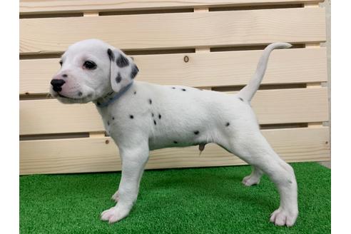 成約済の愛知県のダルメシアン-94298の2枚目