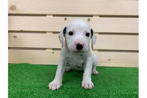 成約済の愛知県のダルメシアン-94299