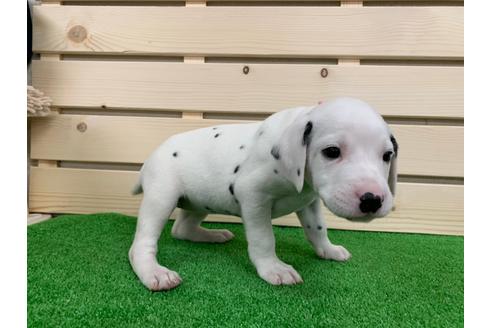 成約済の愛知県のダルメシアン-94299の4枚目