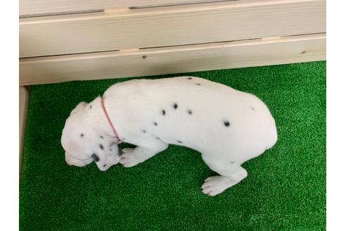 成約済の愛知県のダルメシアン-94299の2枚目