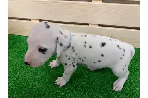 成約済の愛知県のダルメシアン-94300の4枚目