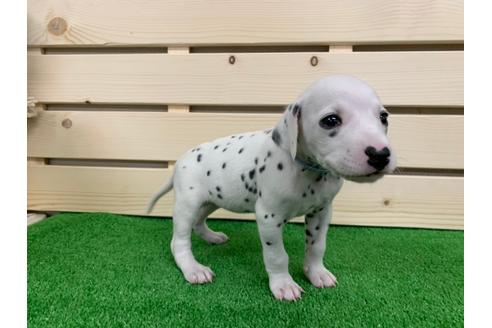 成約済の愛知県のダルメシアン-94300の3枚目