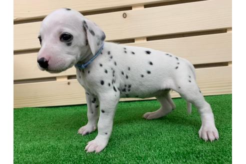 成約済の愛知県のダルメシアン-94300の2枚目