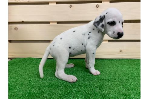 成約済の愛知県のダルメシアン-94301の4枚目