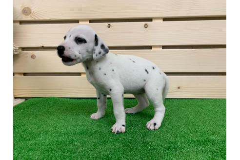 成約済の愛知県のダルメシアン-94301の2枚目