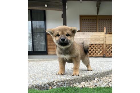 成約済の福岡県の柴犬-92627の1枚目