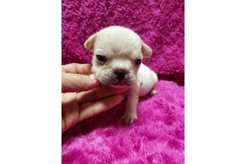 成約済の愛知県のフレンチブルドッグ-94349の7枚目