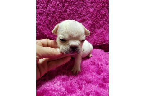 成約済の愛知県のフレンチブルドッグ-94349の6枚目