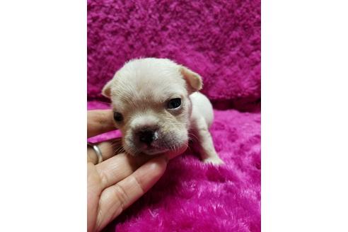 成約済の愛知県のフレンチブルドッグ-94349の5枚目